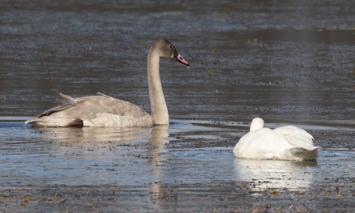 Trumpeter Swan - ML625492352