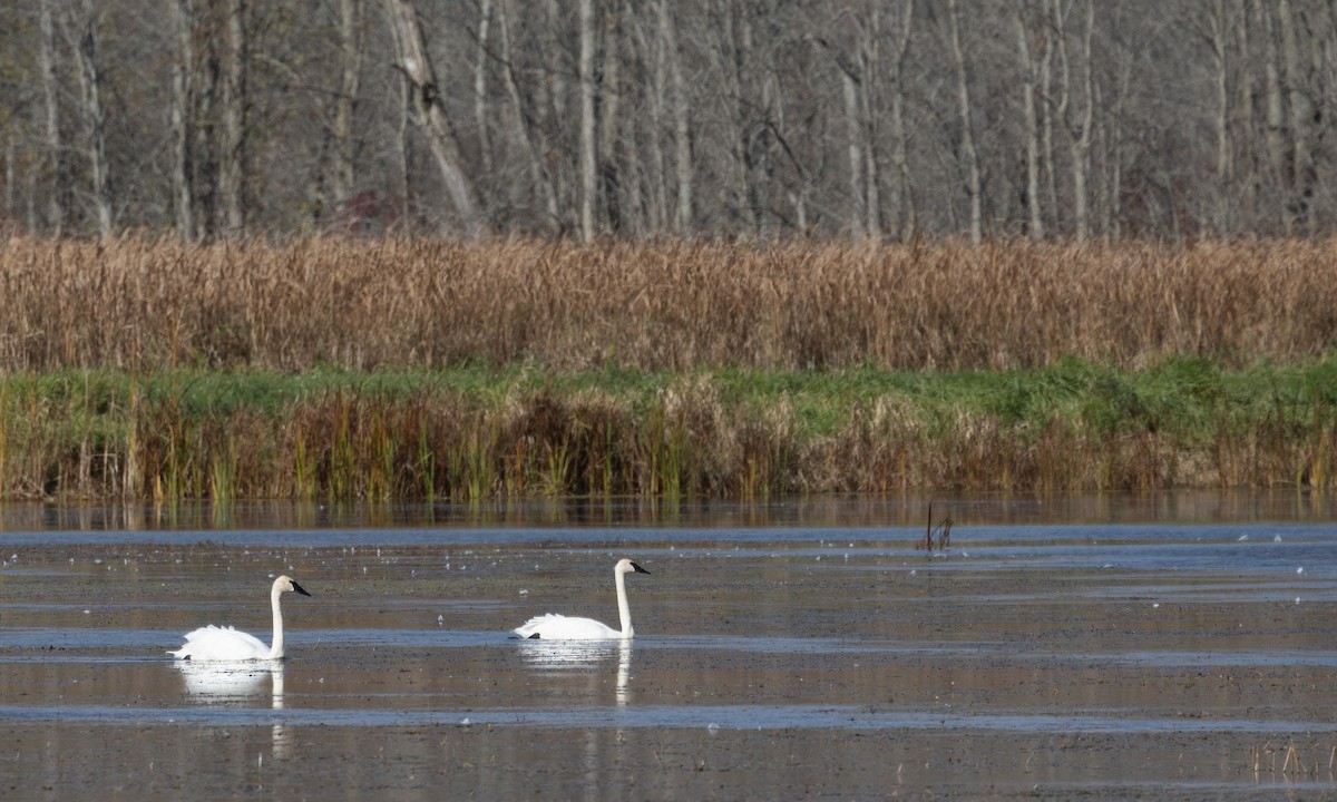 Trumpeter Swan - ML625492365