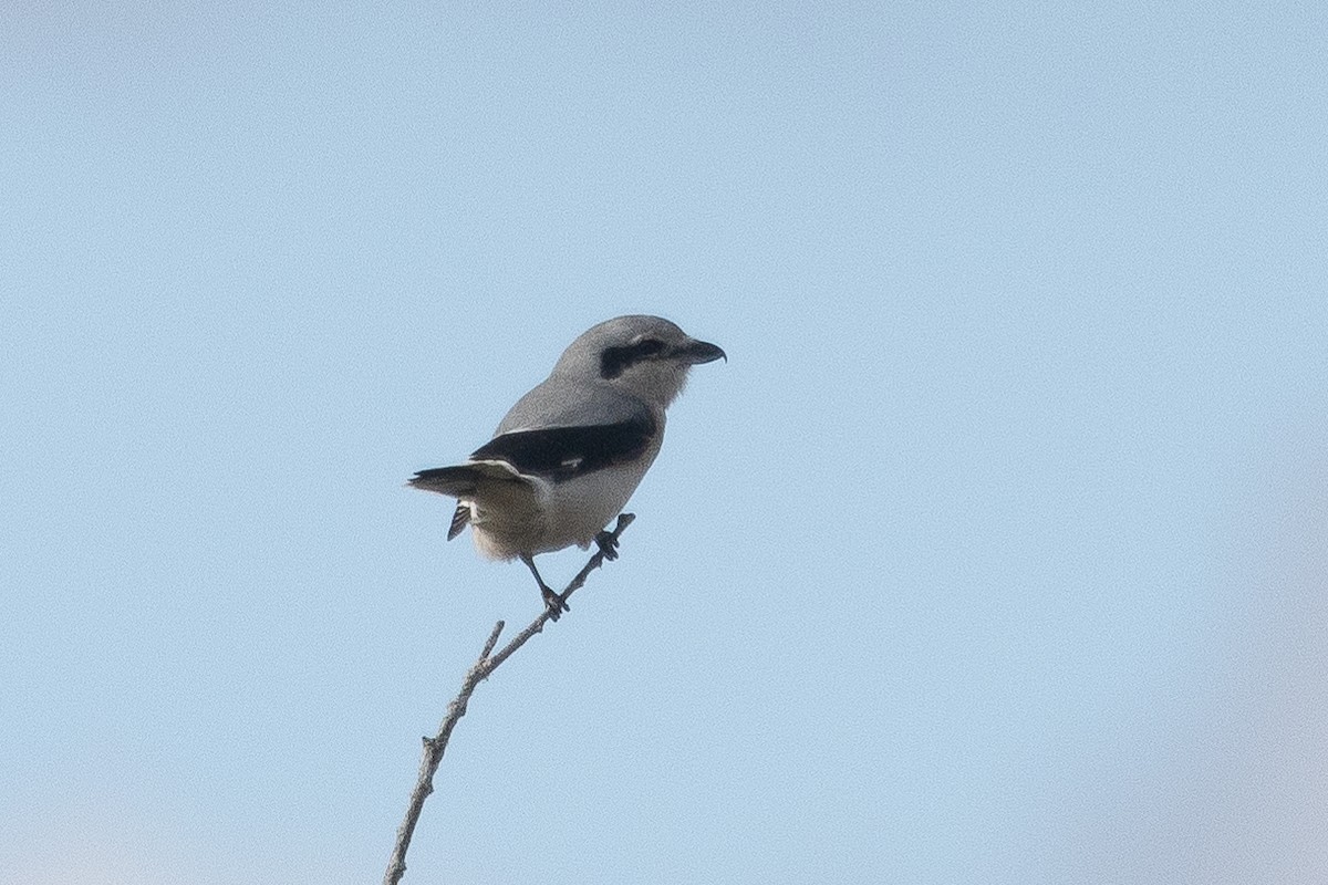 Pie-grièche boréale - ML625492396