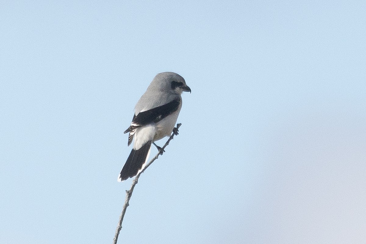 Northern Shrike - ML625492397