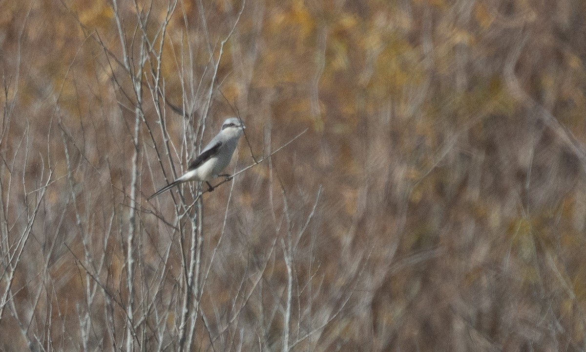 Northern Shrike - ML625492399