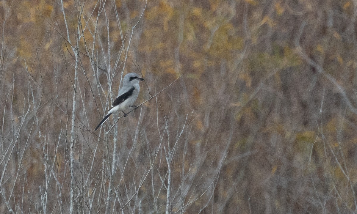 Northern Shrike - ML625492400