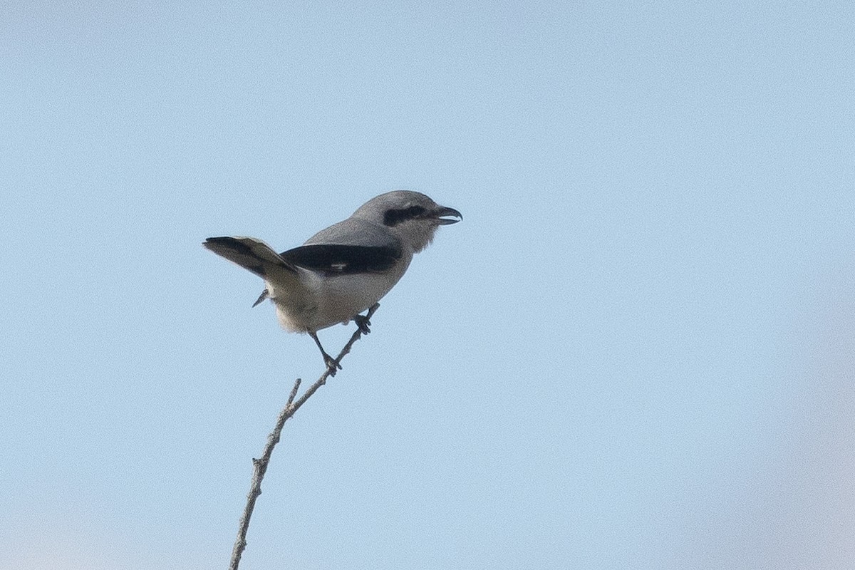 Northern Shrike - ML625492401