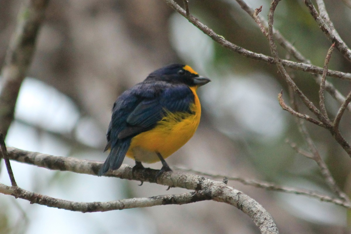 Yellow-throated Euphonia - ML625492505