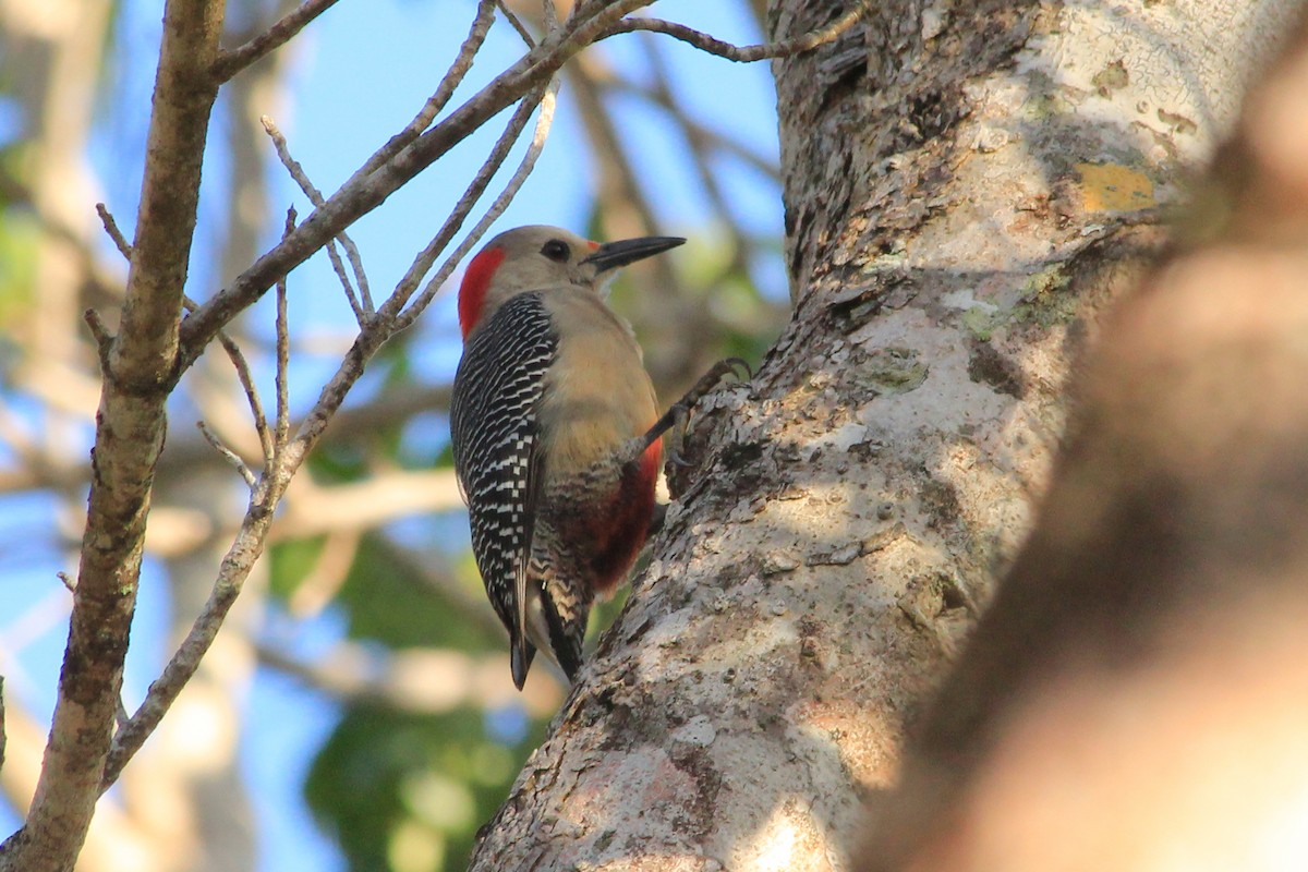 Golden-fronted Woodpecker (Velasquez's) - ML625492521