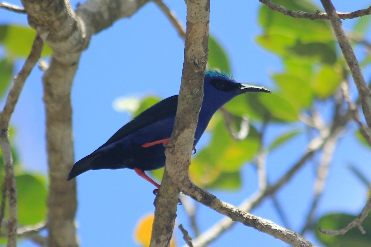 Red-legged Honeycreeper - ML625492540