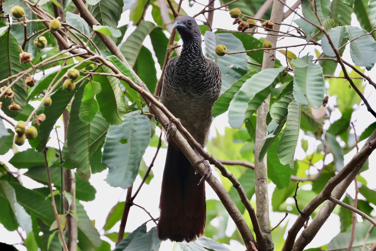 Colombian Chachalaca - ML625492552