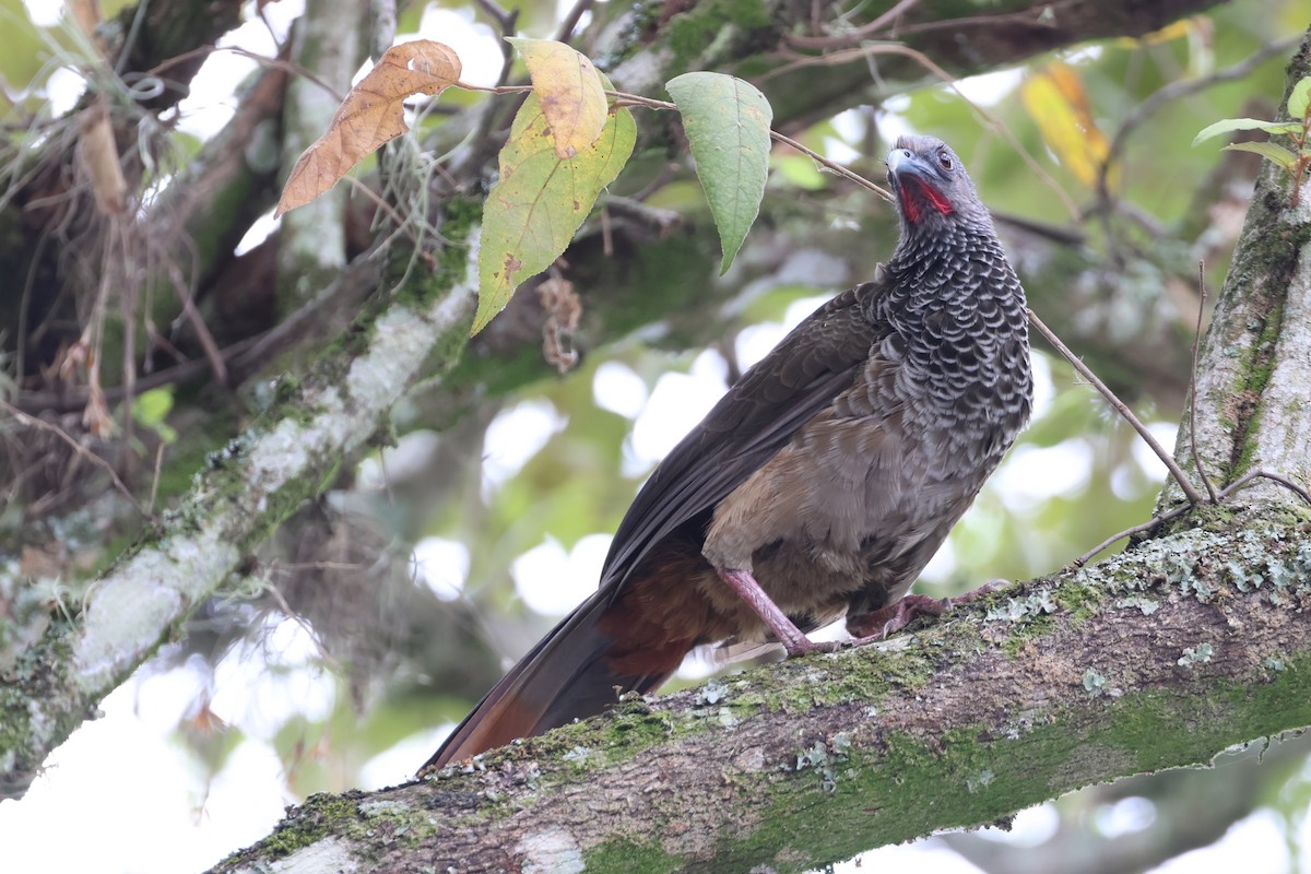 Colombian Chachalaca - ML625492553