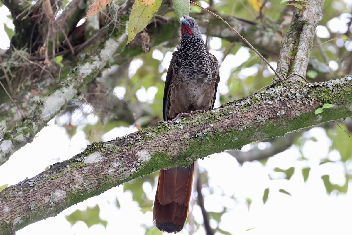 Colombian Chachalaca - ML625492554