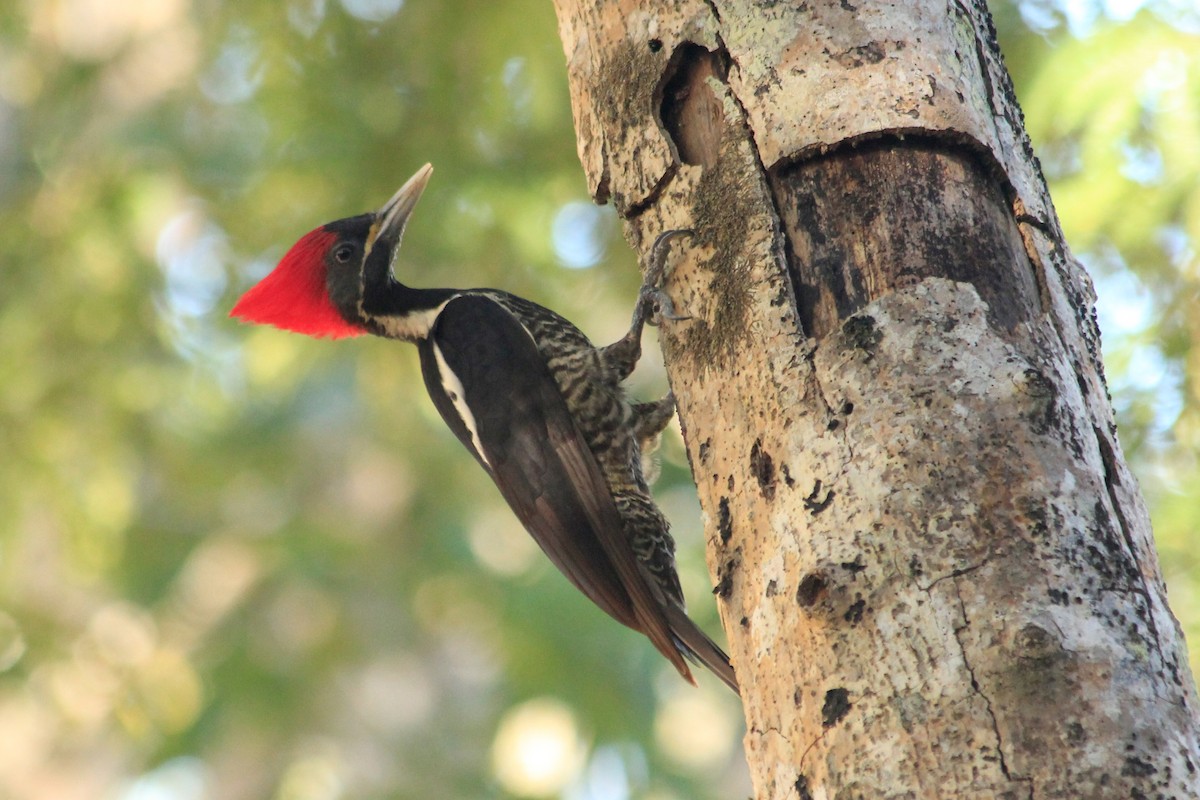 Lineated Woodpecker (Lineated) - ML625492555
