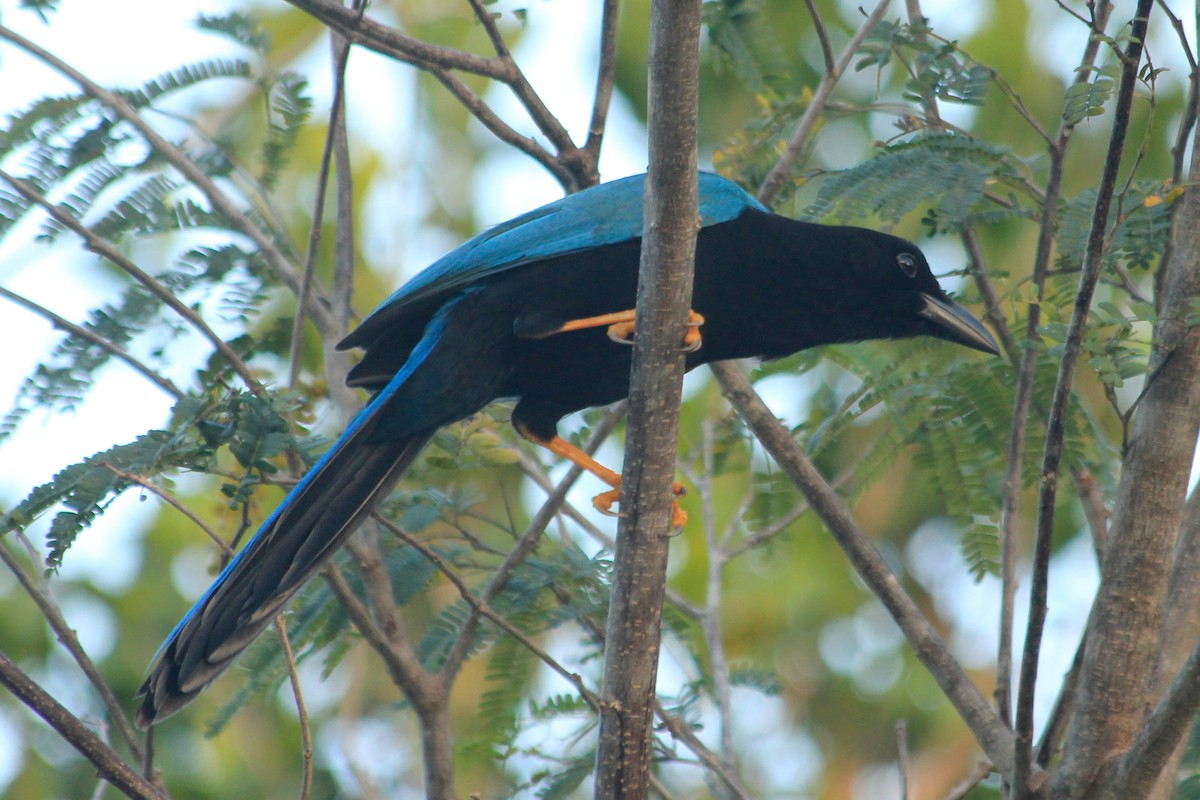 Yucatan Jay - ML625492570