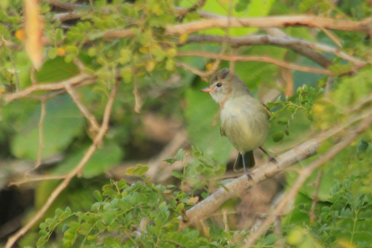 Northern Beardless-Tyrannulet - ML625492571