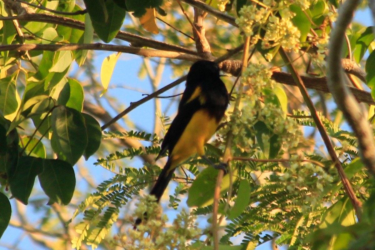 Black-cowled Oriole - ML625492576