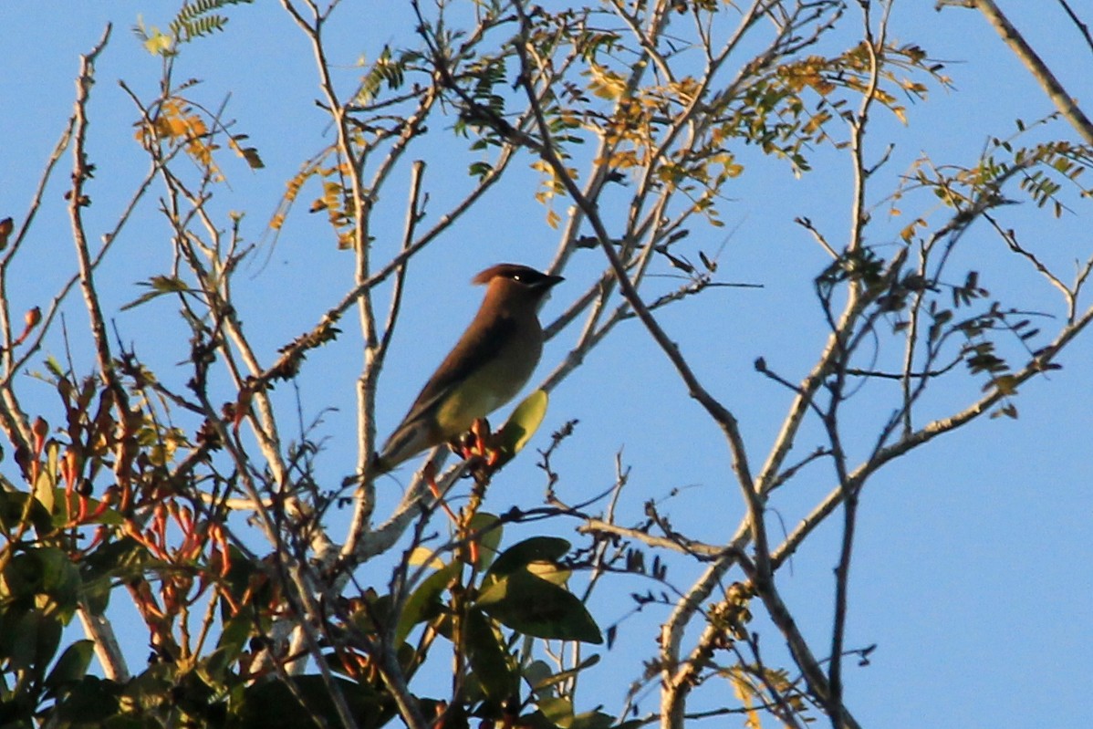 Cedar Waxwing - ML625492577