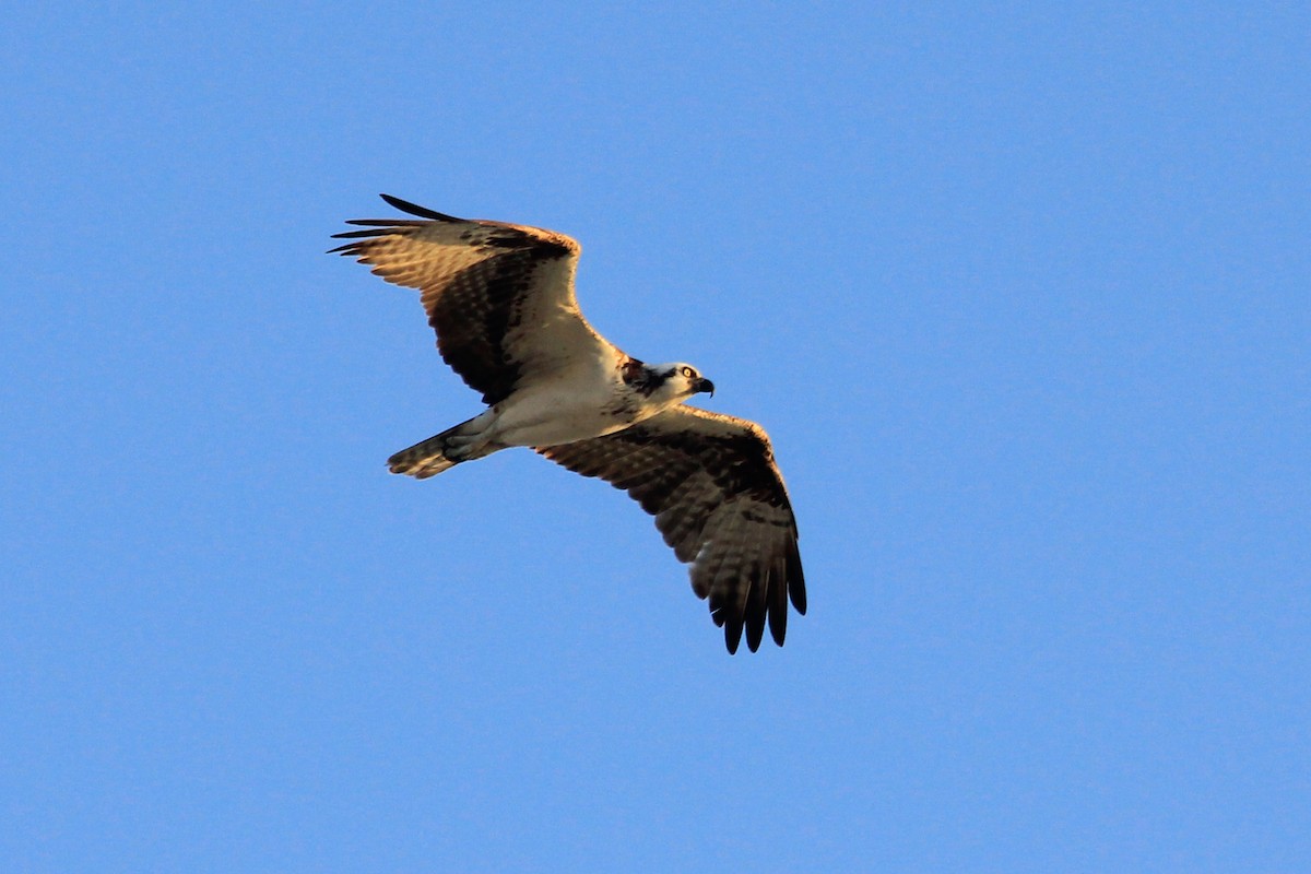 Osprey (Caribbean) - Livio Rey