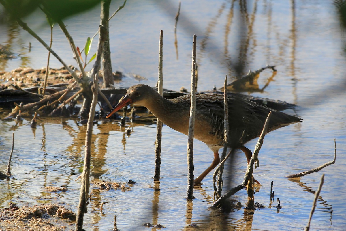 Clapper Rail (Yucatan) - Livio Rey