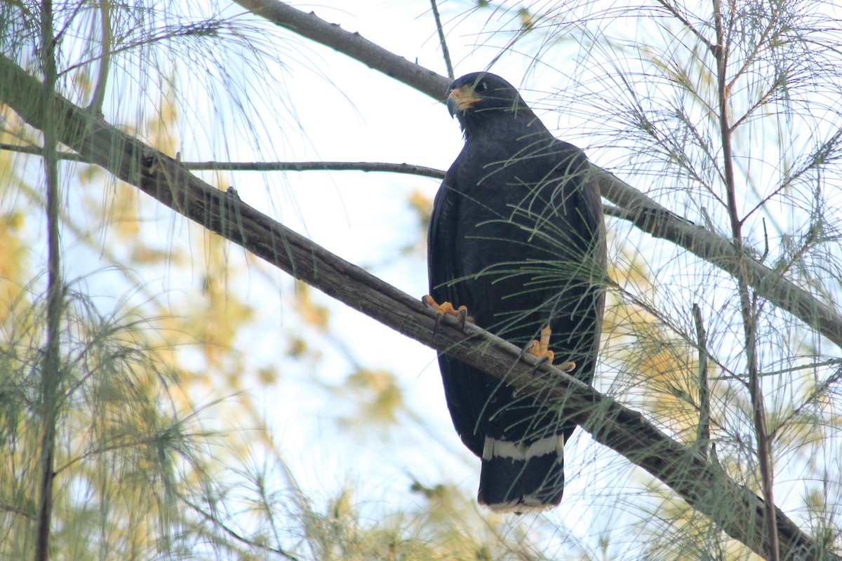 Common Black Hawk (Common) - ML625492686