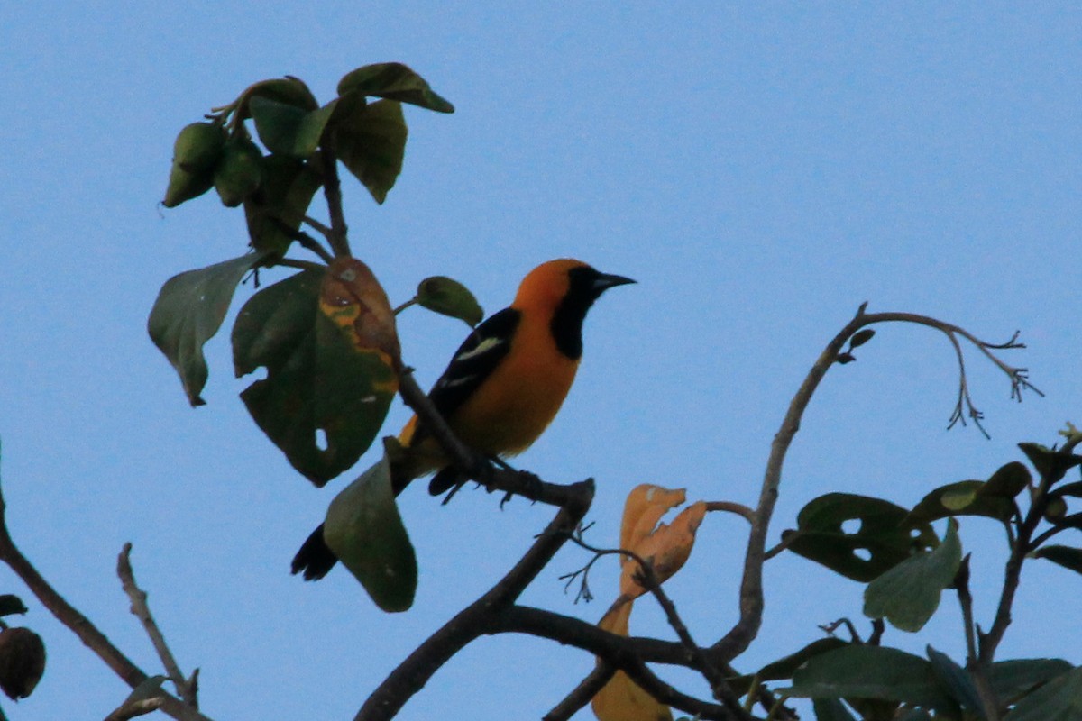 Hooded Oriole (igneus) - ML625492689