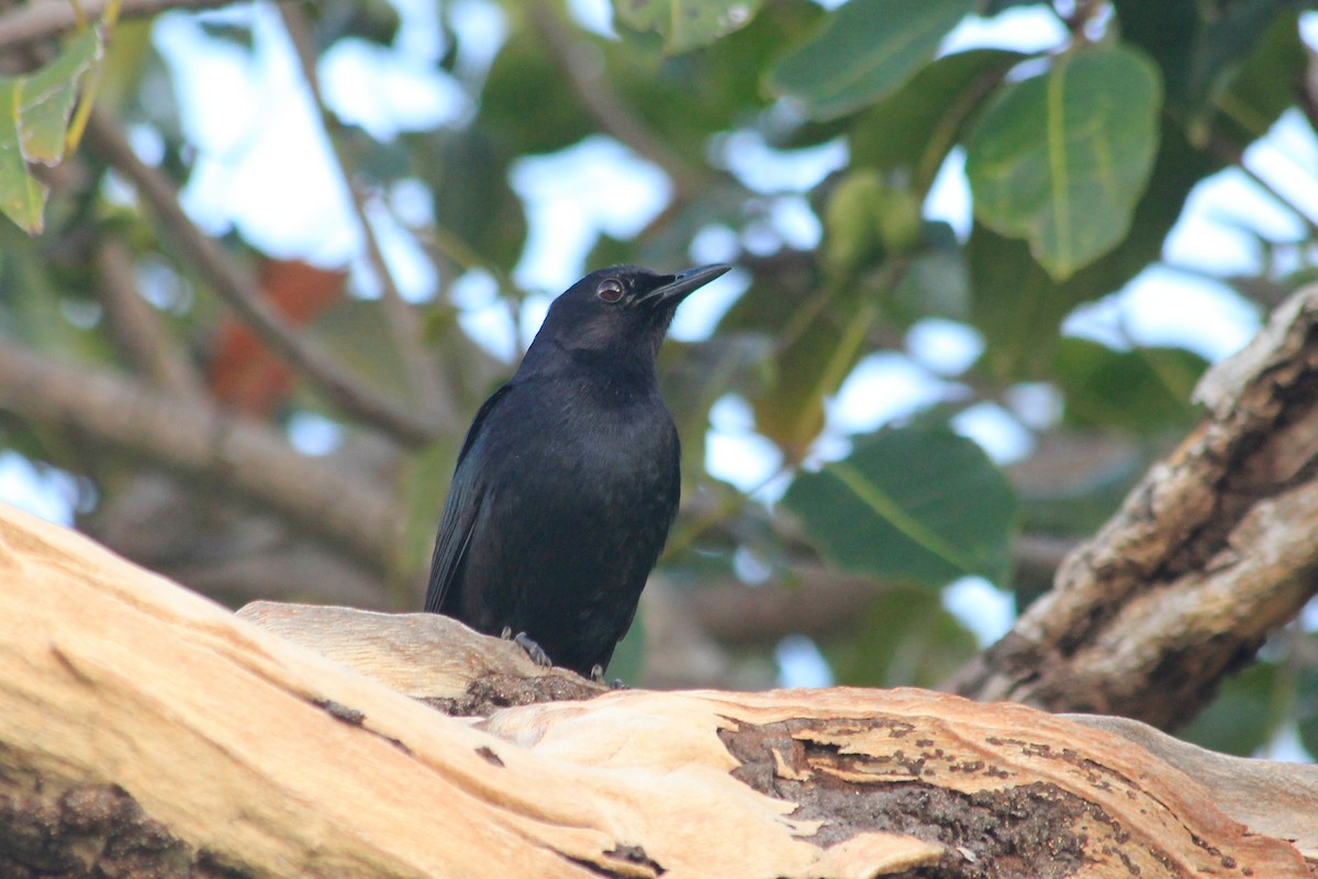 Black Catbird - ML625492690