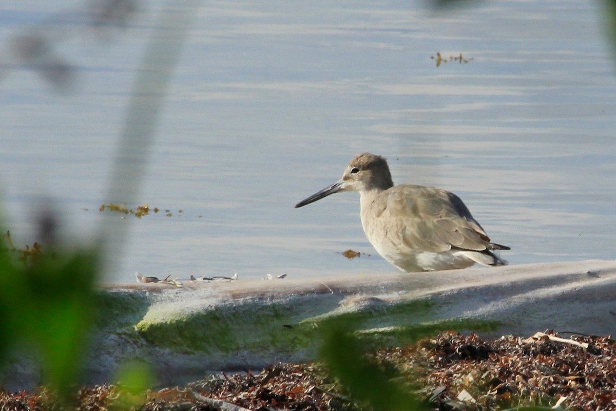 Willet - ML625492693