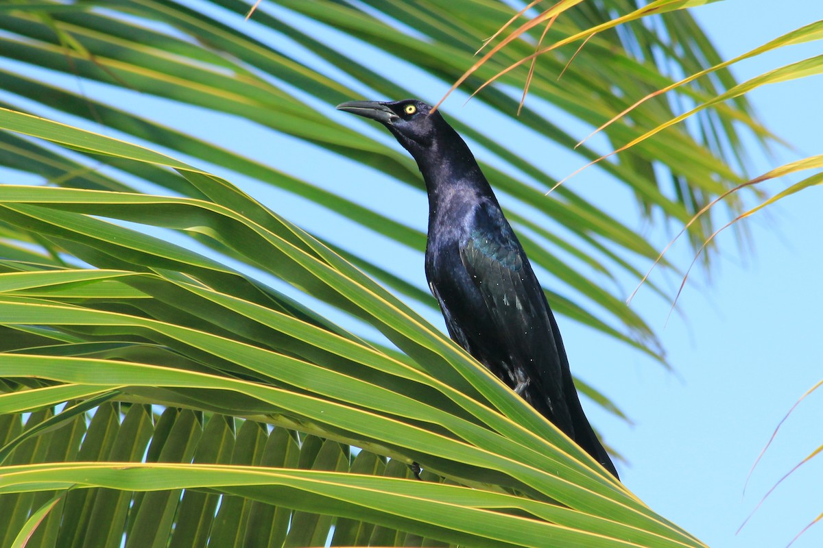 Great-tailed Grackle (Great-tailed) - ML625492696