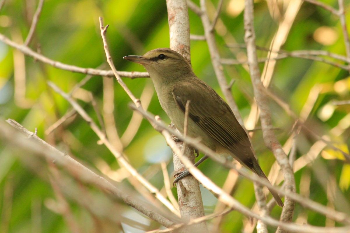 Yucatan Vireo - ML625492699