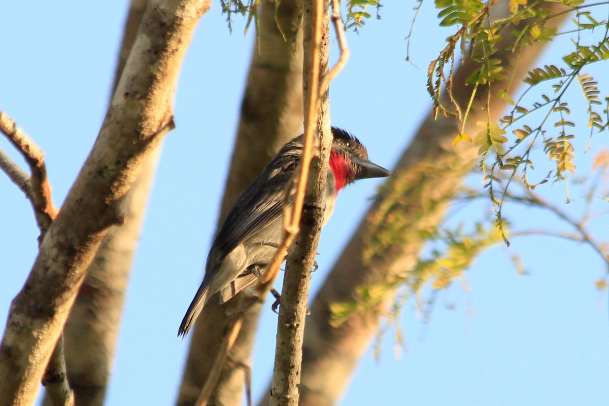 Rose-throated Becard - ML625492716