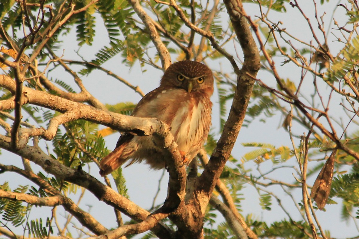Ferruginous Pygmy-Owl (Ferruginous) - ML625492735