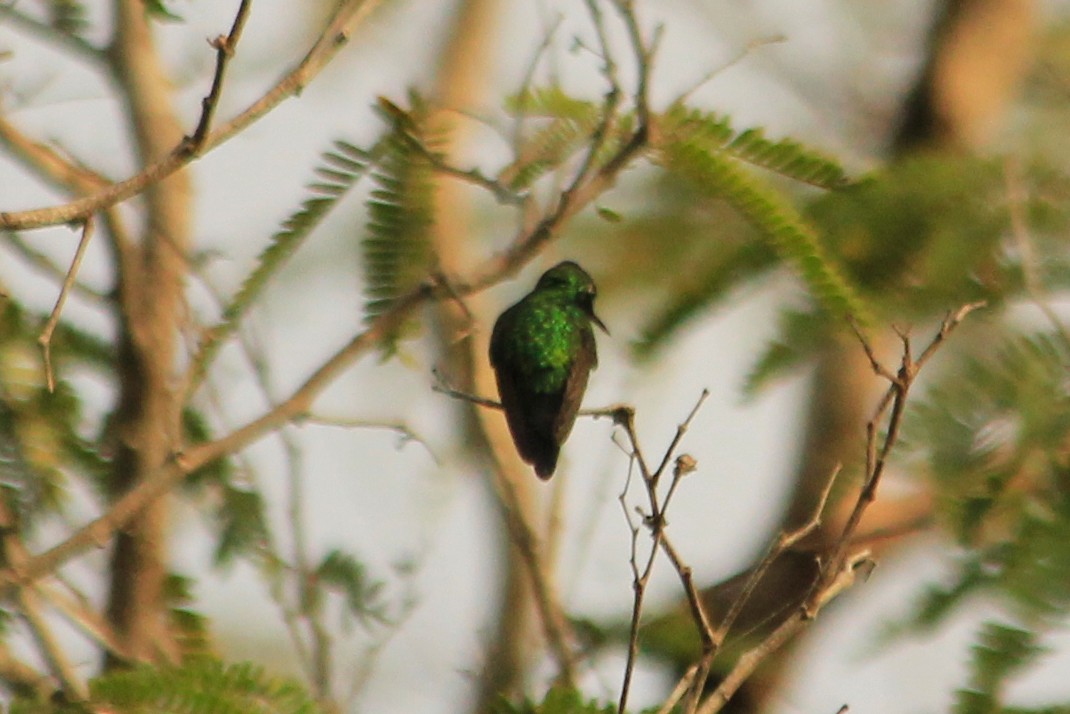 Canivet's Emerald (Canivet's) - ML625492741