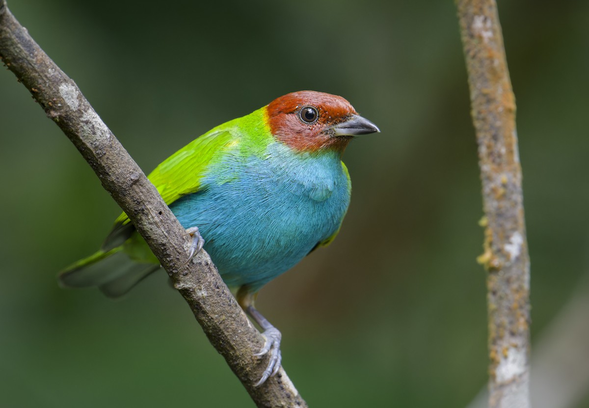 Bay-headed Tanager - ML625492791