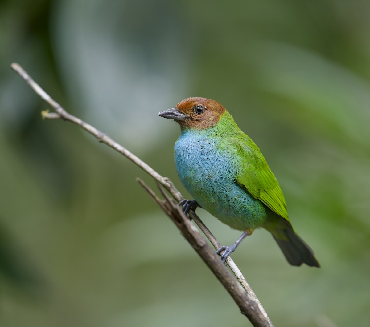 Bay-headed Tanager - ML625492797