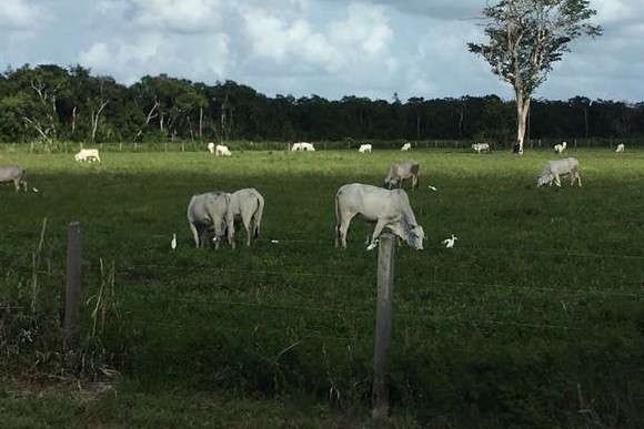 Western Cattle-Egret - ML625492834
