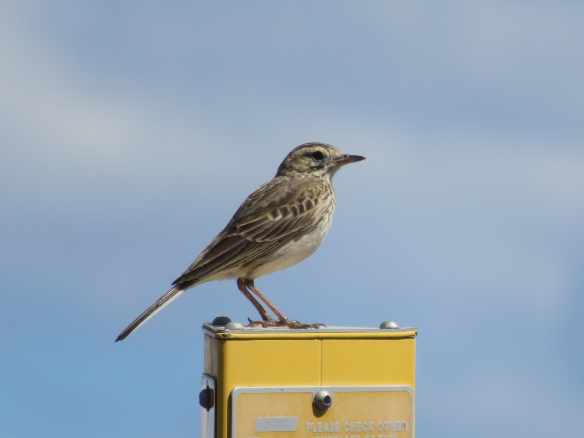 Australian Pipit - ML625492900