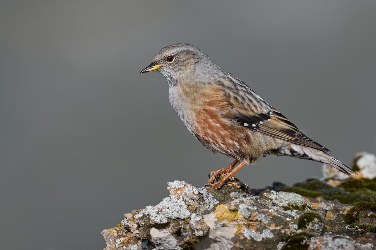 Alpine Accentor - ML625492978