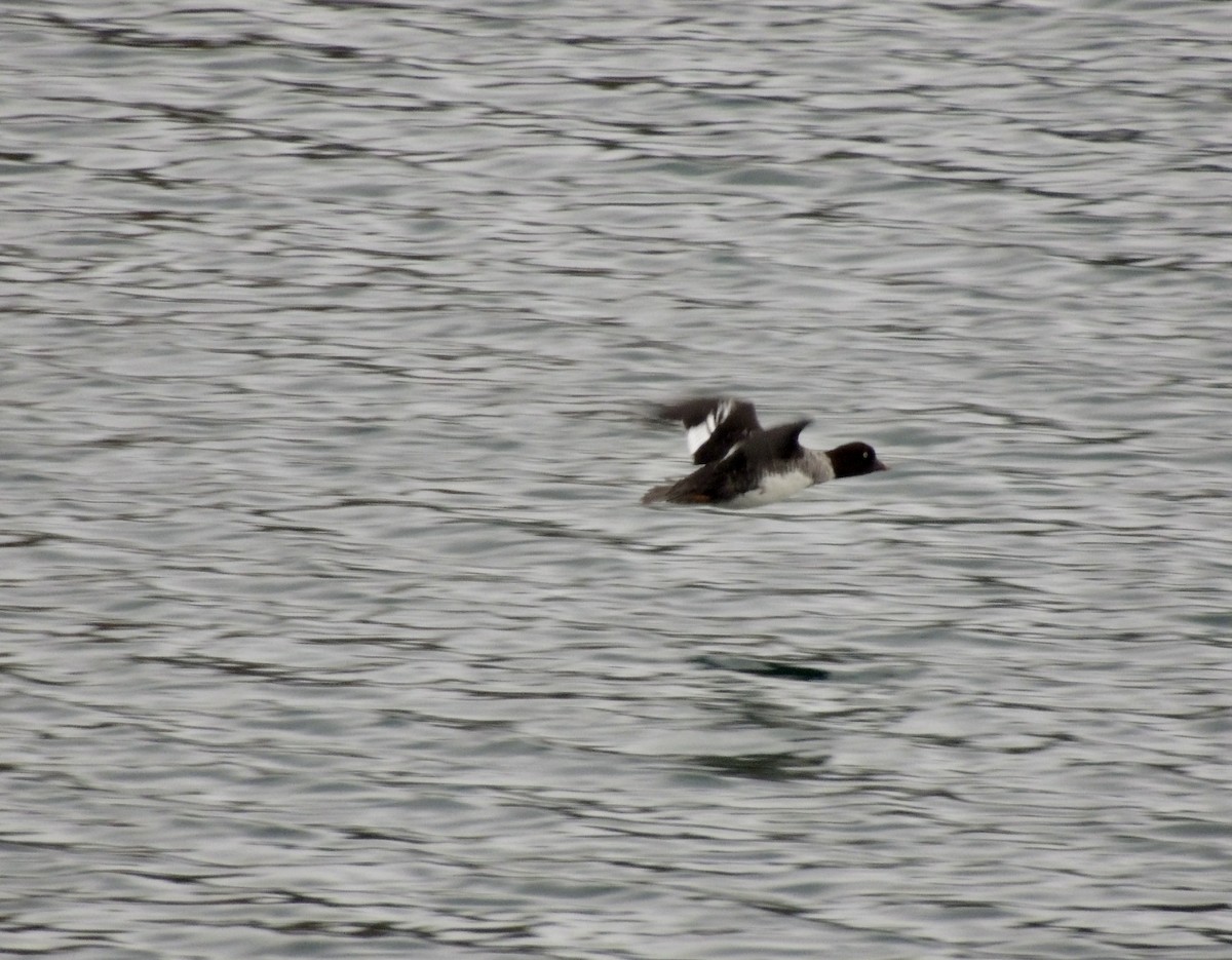 Barrow's Goldeneye - ML625493014