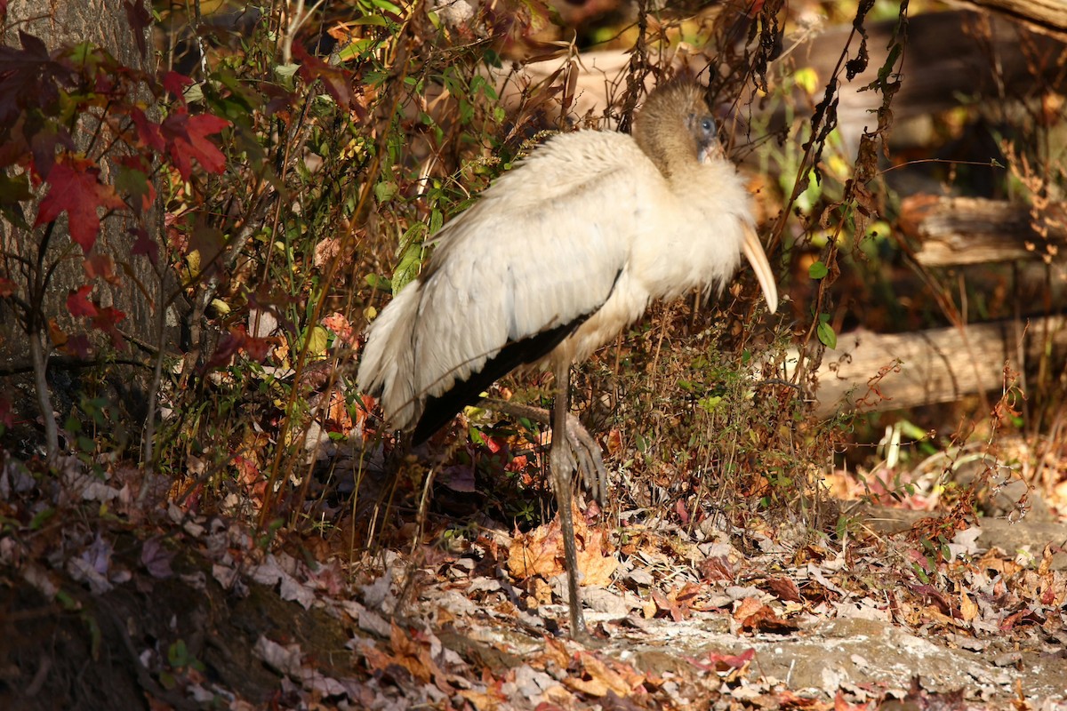 Wood Stork - ML625493032