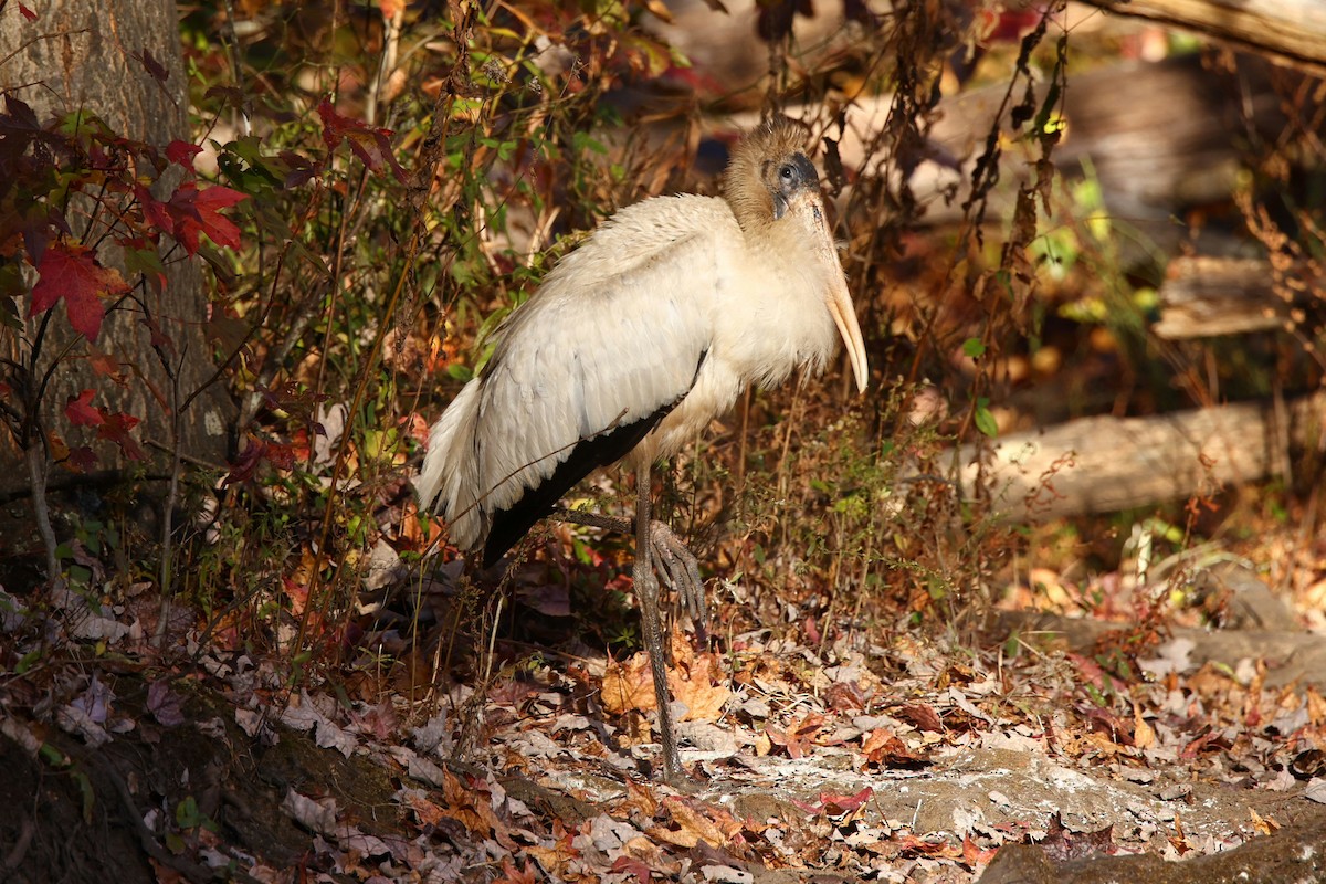Wood Stork - ML625493033