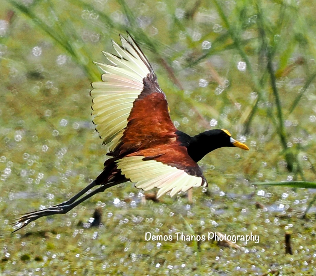 Northern Jacana - ML625493122