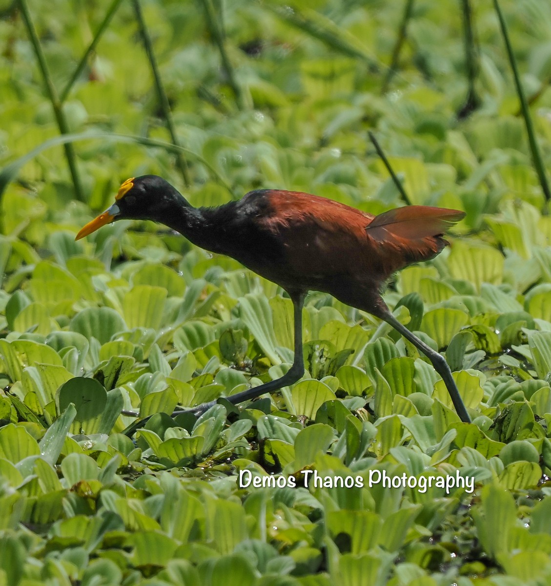 Northern Jacana - ML625493123