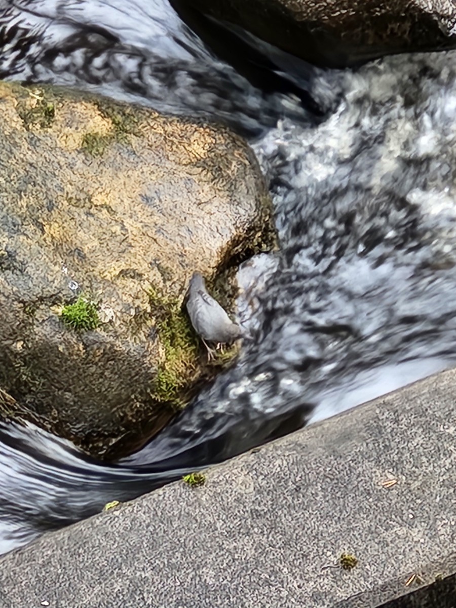 American Dipper - ML625493187