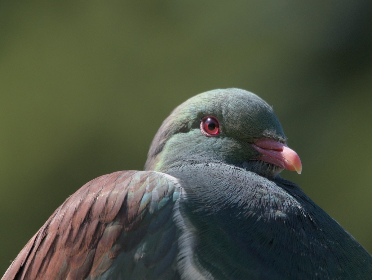 New Zealand Pigeon - Sabyasachi Banerjee