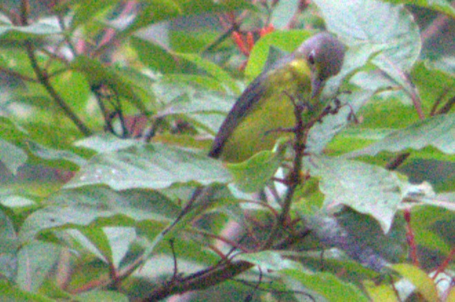 Canada Warbler - Iyok Madriz Guevara