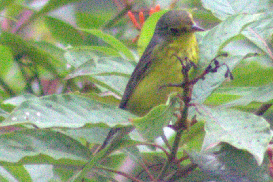 Canada Warbler - Iyok Madriz Guevara