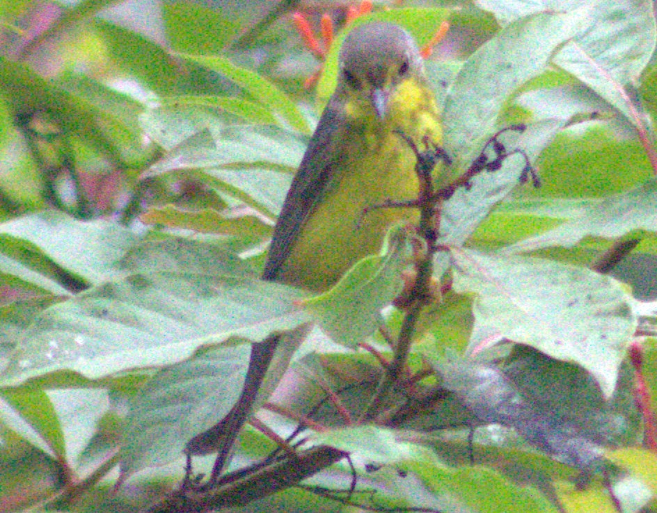 Canada Warbler - Iyok Madriz Guevara