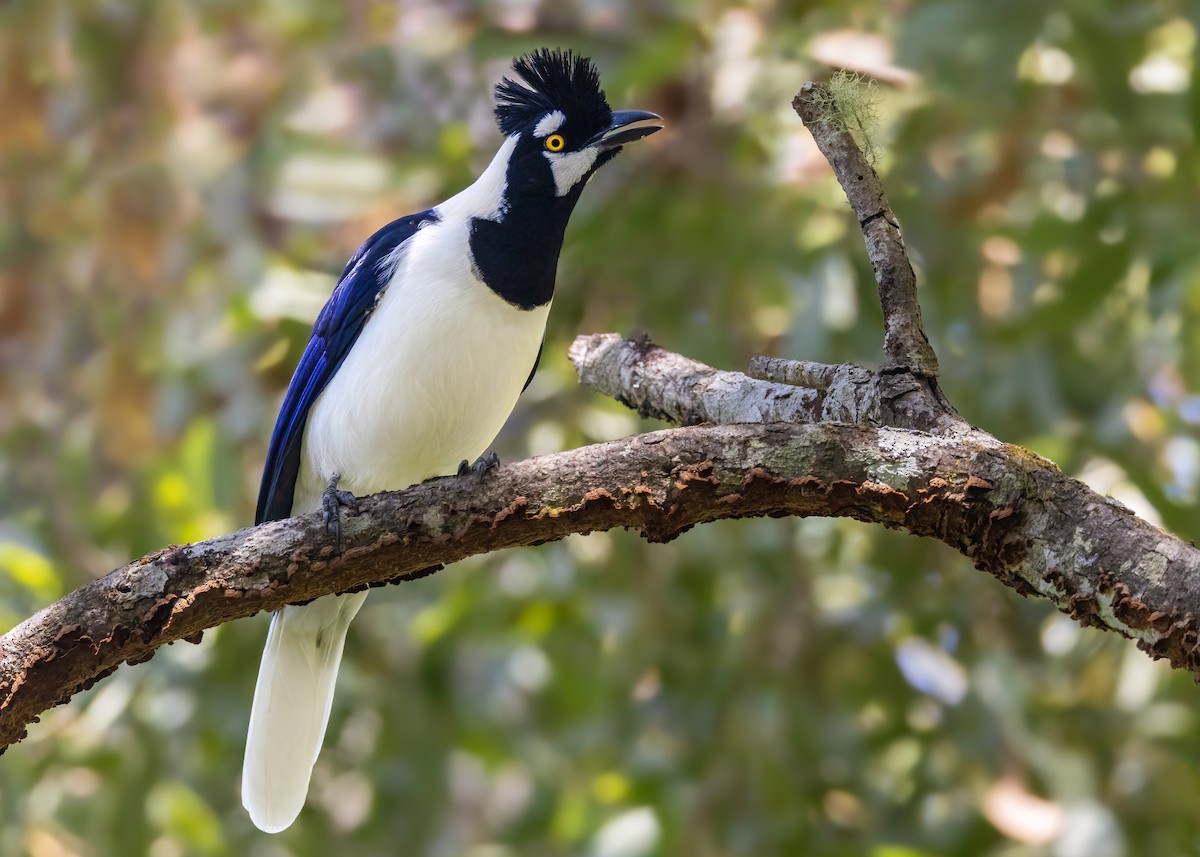 Tufted Jay - ML625493384