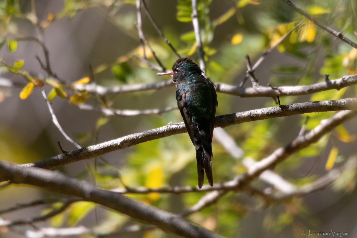 Golden-crowned Emerald - ML625493420
