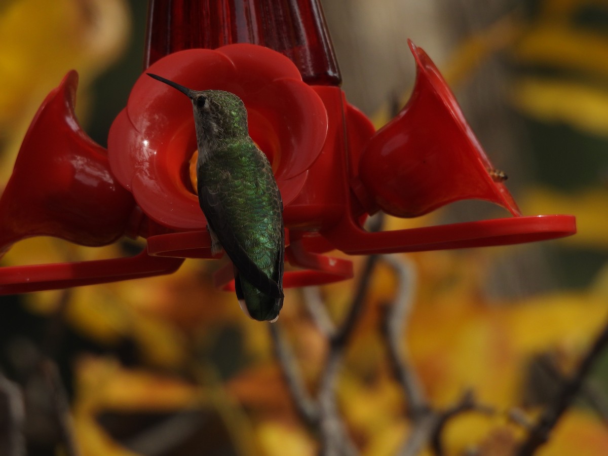 Anna's Hummingbird - ML625493533