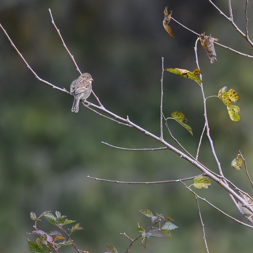 Field Sparrow - ML625493540