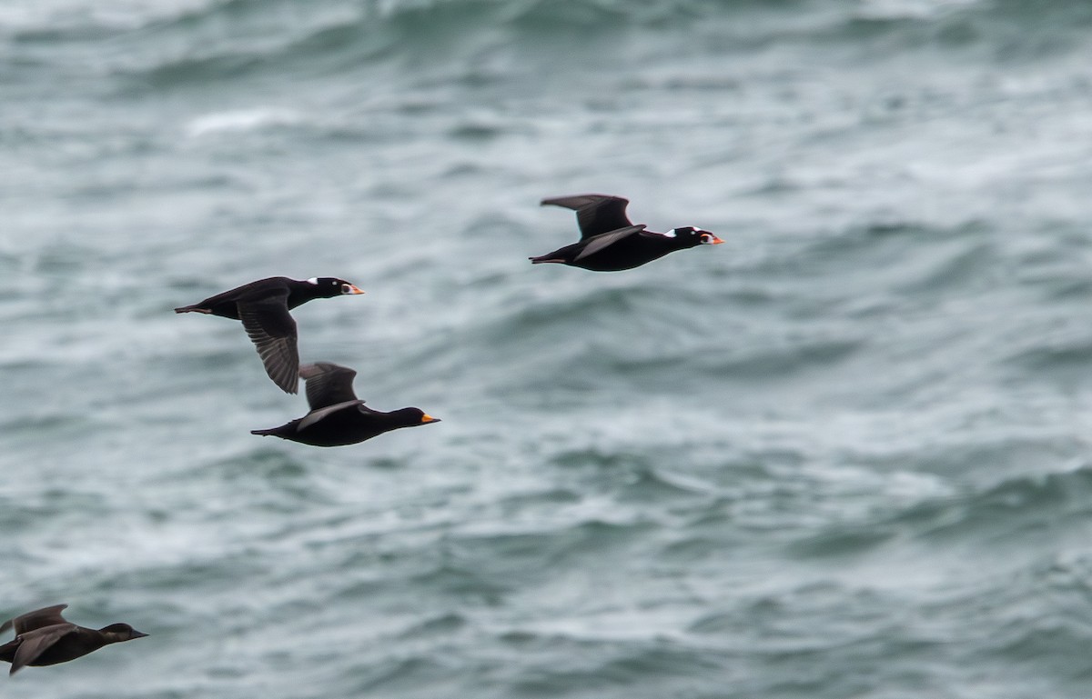 Surf Scoter - Andrew Thornton