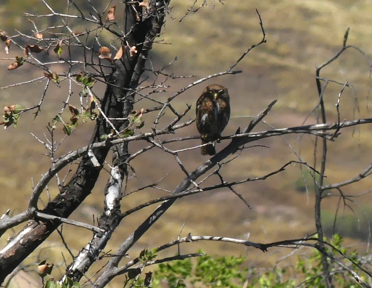 Austral Pygmy-Owl - ML625493804